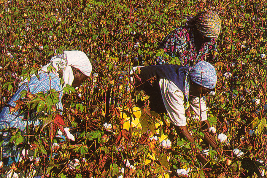 zimbabwe cotton