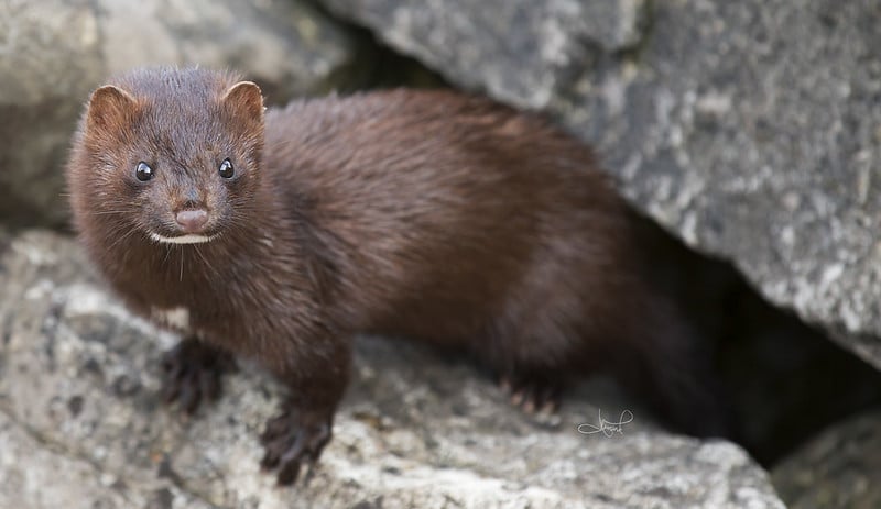 american mink