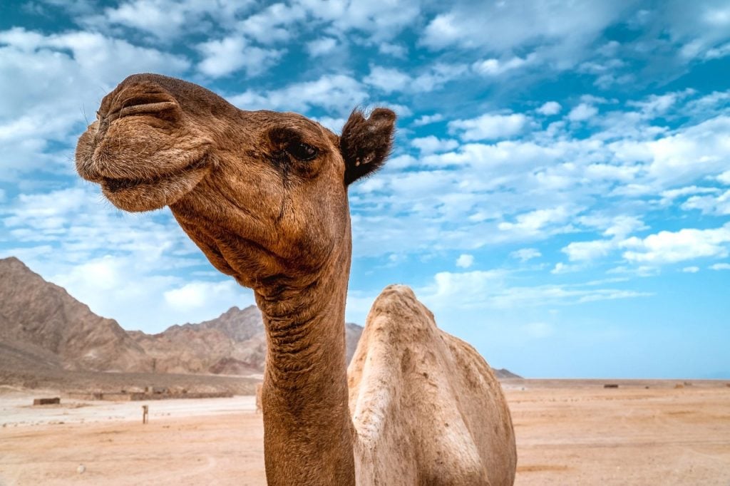 Could You Be, The Most Expensive Camel in the World?