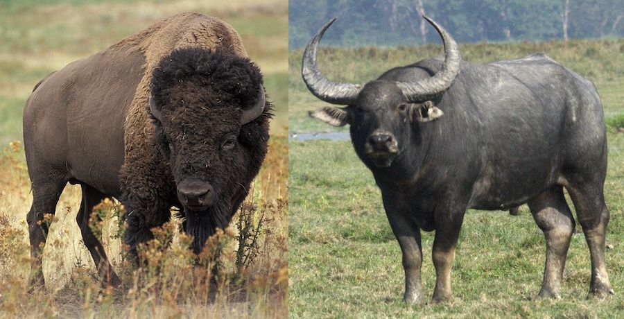 Bison vs buffalo