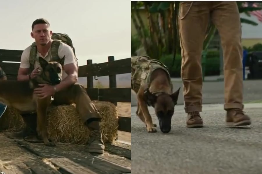 Red wing dog channing tatum